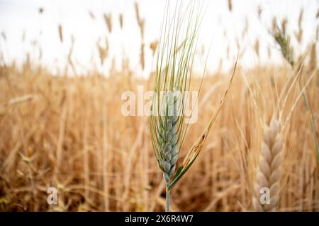 Porträt für ein Weizenohr in grüner Farbe, fast bereit für die Ernte Stockfoto