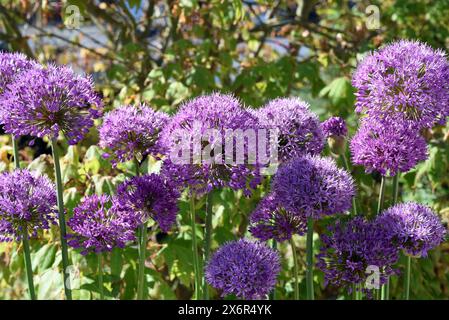 Zierlauch, Riesenlauch, Allium Giganteum ist eine wunderschoene Zierpflanze im Garten und hat lila Blueten. Zierpflanzen Lily, riesige Lily, Allium Gigant Stockfoto