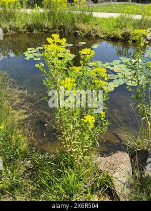 Sumpfwolfsmilch, Euphorbia palustris, ist eine Wolfsmilchart die dicht an Gewaessern gedeiht. Euphorbia palustris ist eine Art von Spurg Stockfoto