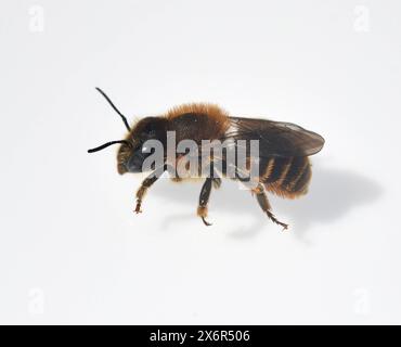 Schwarzspornige Staengelbiene, ist eine sollitaere Wildbiene. Die Schwarze Stammbene ist eine einsame Wildbiene. Wildbiene, Schwarzspornige Staengelbiene Stockfoto