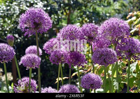 Zierlauch, Riesenlauch, Allium Giganteum ist eine wunderschoene Zierpflanze im Garten und hat lila Blueten. Zierpflanzen Lily, riesige Lily, Allium Gigant Stockfoto