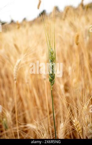 Porträt für ein Weizenohr in grüner Farbe, fast bereit für die Ernte Stockfoto