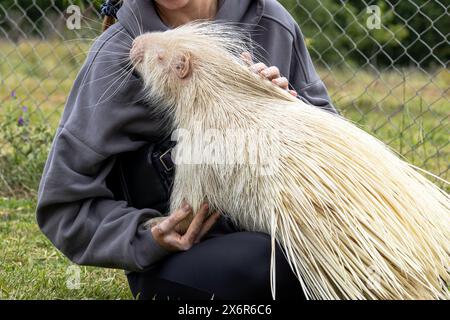 Albino Stachelschwein wird sanft die Hand der Frau im Rehabilitationszoo berührt. Einzigartige Kreatur mit weißem Fell und schützenden Stacheln, natürlichen Mutationen. Erhaltung von Wildtieren. Biodiversität Stockfoto