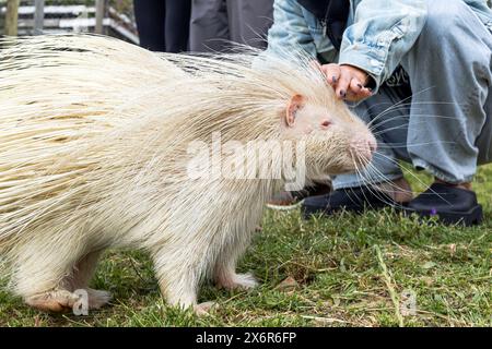 Albino Stachelschwein wird sanft die Hand der Frau im Rehabilitationszoo berührt. Einzigartige Kreatur mit weißem Fell und schützenden Stacheln, natürlichen Mutationen. Erhaltung von Wildtieren. Biodiversität Stockfoto