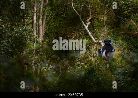 Madagaskar tropischer Wald, indri Lemur im natürlichen Lebensraum. Andasibe Mantadia NP in Madagaskar. Sifaka auf dem Baum, dunkle tropische Vegetation, schwarzer gras Stockfoto