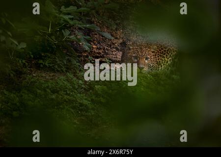 Javan Leopard, Panthera pardus melas, im Naturhabitat, Java Insel in Indonesien, Asien. Wilde Katze versteckt im grünen Vegetatiton, tropischen Wald. Stockfoto