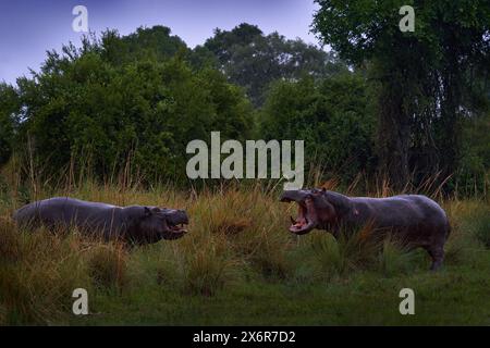 Hippo-Kampf, zwei große Tiere im grünen Gras, Okavango-Delta, Botswana in Afrika. Flusspferde mit offenem Maul, grüne Waldvegetation. Stockfoto