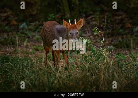 Südlicher Pudu, Pudu Puda, männlicher Lebensraum, Wald in China. Pudu grünes Gras, Blätter im Wald füttern, Wildtiere in der Natur. Kleines braunes Asien Stockfoto