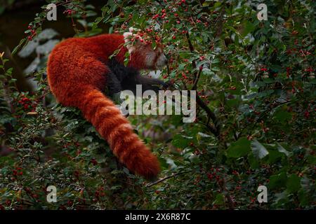 Roter Panda, der Baumfrüchte in Nepal füttert. Panda liegt auf dem Baum mit grünen Blättern. Ailurus fulgens, roter Panda, Porträt eines Tieres aus Nepa Stockfoto