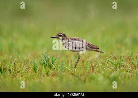 Wasserdikkop, Burhinus vermiculatus, im Naturraum Stein, Okavango-Delta in Botswana, Afrika. Stockfoto