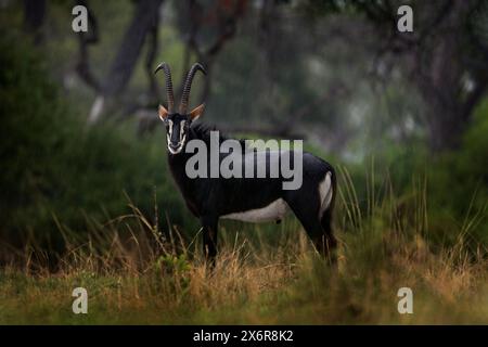 Sable Antilope, Hippotragus niger, Savannenantilope, gefunden in Botswana in Afrika. Okavango-Delta-Antilope. Detailporträt der Antilope, Kopf mit großem e Stockfoto