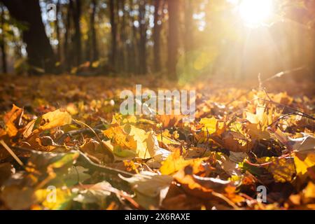 Gelbe, orange Herbstblätter in einem wunderschönen Herbstpark an einem sonnigen Tag Stockfoto