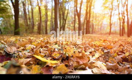 Schöne Herbstlandschaft mit gelben und roten Herbstblättern in einem Herbstpark an einem sonnigen Tag. Stockfoto