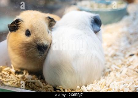 Amerikanisches Meerschweinchen oder Meerschweinchen oder Cavy. Es ist ein süßes und beliebtes Haustier. Stockfoto