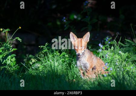 Großbritannien Wetter, 15. Mai 2024: In einem Londoner Garten genießen Füchse mildes, sonniges Wetter zwischen Regenfällen. Hier sucht der Hundefuchs einen Sonnenschein zwischen Vergissmeinnöten und verblassten Hellebores mit einem seiner fünf Jungen an seinen Füßen. Quelle: Anna Watson/Alamy Live News Stockfoto