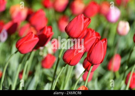 Sorte Ile de france Tulpe Stockfoto