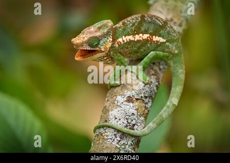 Chamäleontanz auf dem Bein. Globus-Hörner Chamäleon, Calumma globifer. Baumzweig im Naturhabitat, Ranomafana NP. Endemische Echse aus Madagaska Stockfoto