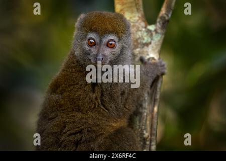Östlicher kleiner Bambuslemur, Hapalemur griseus. Der graue Affe im Naturlebensraum. Andasibe Mantadia NP in Madagaskar. Süßer Lemur mit offenem Maulkorb Stockfoto
