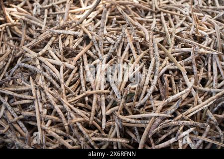 Draufsicht der getrockneten Bohnen. Stockfoto