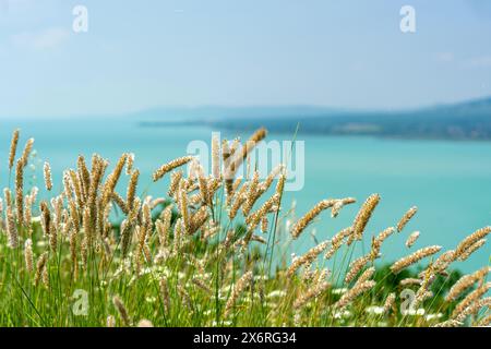 Wildblumen Wildweizenfeld über dem Plattensee ungarn auf dem Hügel Stockfoto