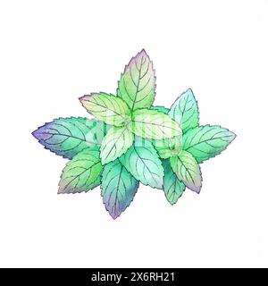 Mint hinterlässt Aquarelle, skizzierte grüne und lilafarbene Farben, isoliert auf weißem Hintergrund. Vektorabbildung Stock Vektor