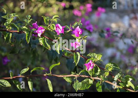 Nahaufnahme einer blühenden Bougainvillea, teilweise außer Fokus Stockfoto