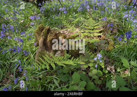 Im Frühling wachsen Blauglocken, Buckler Farne und Brombeere um den Stumpf einer toten süßen Kastanie als Bodendecke im Schatten Stockfoto