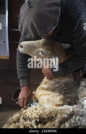 Ein Gaucho, das Schaf in der Estancia Nibepo Aike im Los Glaciarers National Park von Hand schert. Stockfoto