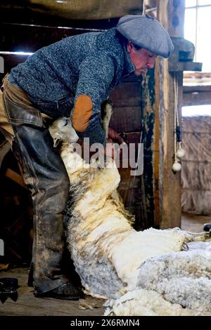 Ein Gaucho, das Schaf in der Estancia Nibepo Aike im Los Glaciarers National Park von Hand schert. Stockfoto