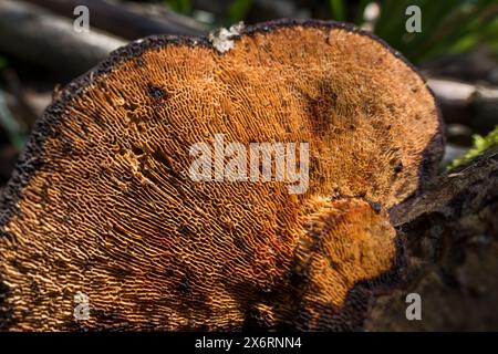 Tote, gefallene Asche verrotten auf Waldboden, der mit Daedaleopsis confragosa Bracket Pilzen bedeckt ist und nun horizontal im Verhältnis zum Boden wächst Stockfoto