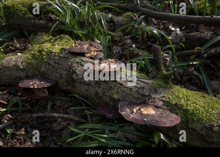 Tote, gefallene Asche verrotten auf Waldboden, der mit Daedaleopsis confragosa Bracket Pilzen bedeckt ist und nun horizontal im Verhältnis zum Boden wächst Stockfoto