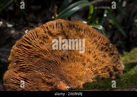 Tote, gefallene Asche verrotten auf Waldboden, der mit Daedaleopsis confragosa Bracket Pilzen bedeckt ist und nun horizontal im Verhältnis zum Boden wächst Stockfoto