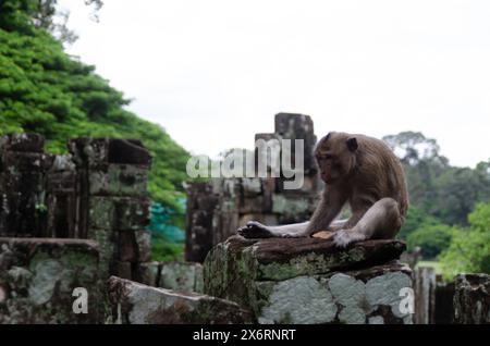 Affe auf Einer Steinsäule in den Angkor Wat Tempeln in Siem Reap, Kambodscha Stockfoto