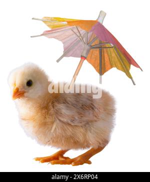 Isolierte junge Hühnerküken, die einen Regenschirm halten, um den Regen zu besiegen oder an einem heißen Tag vor der Sonne zu schützen. Stockfoto