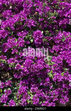 Tausende von blühenden Bougainvillea-Blüten, die die felsenweiße Wand bedecken Stockfoto