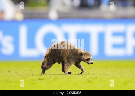 Chester, Pennsylvania, USA. Mai 2024. Ein Waschbär läuft in der ersten Hälfte eines MLS-Spiels zwischen der Philadelphia Union und dem New York City FC im Subaru Park in Chester, Pennsylvania. Kyle Rodden/CSM/Alamy Live News Stockfoto