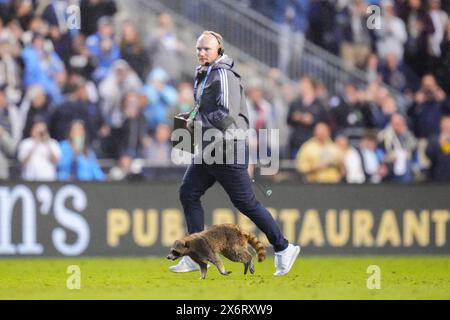 Chester, Pennsylvania, USA. Mai 2024. Ein Waschbär läuft in der ersten Hälfte eines MLS-Spiels zwischen der Philadelphia Union und dem New York City FC im Subaru Park in Chester, Pennsylvania. Kyle Rodden/CSM/Alamy Live News Stockfoto