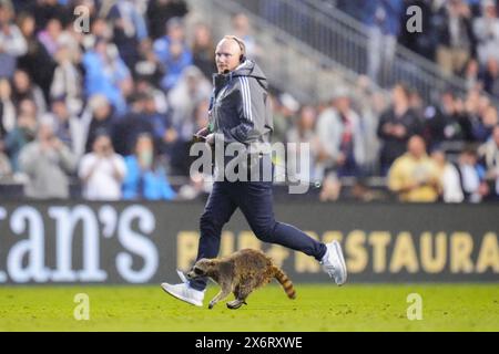 Chester, Pennsylvania, USA. Mai 2024. Ein Waschbär läuft in der ersten Hälfte eines MLS-Spiels zwischen der Philadelphia Union und dem New York City FC im Subaru Park in Chester, Pennsylvania. Kyle Rodden/CSM/Alamy Live News Stockfoto