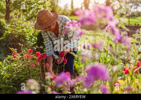 Gärtner mittleren Alters pflückt Tulpenblüten im Frühlingsgarten. Die ältere Frau hat den Stiel mit einer Schere für den Blumenstrauß geschnitten. Gartenarbeit Stockfoto