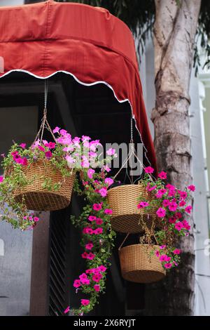 Schöne Blumen in hängenden Töpfen zur Dekoration Stockfoto