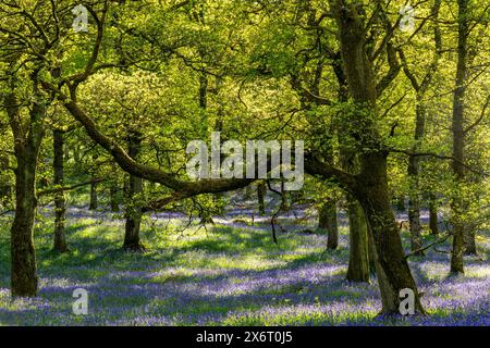 Kinclaven Bluebell Woods, Perthshire, Schottland, Großbritannien Stockfoto