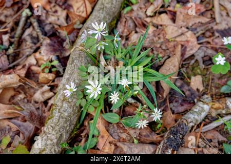 Blick hinunter auf eine rue-Anemone-Pflanze mit winzigen weißen Blüten, die neben einer freiliegenden Baumwurzel wachsen und zwischen einer anderen ähnlichen weißen blühenden Pflanze und Stockfoto