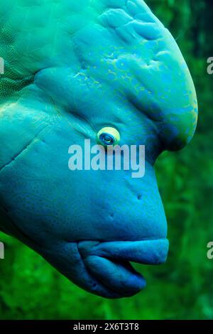 Napoleonfische (Cheilinus undulatus) schwimmen im Aquarium Livorno in der Toskana. Stockfoto