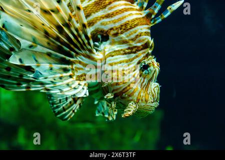 Nahaufnahme eines Löwenfisches (Pterois volitans), der im Aquarium Livorno in der Toskana, Italien schwimmt. Stockfoto