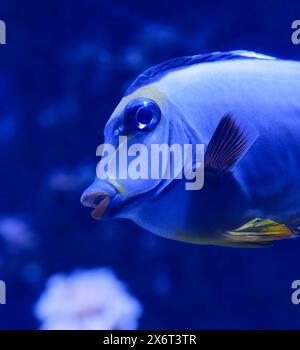 Unterwasser-Nahaufnahme von Orangespinten Einhornfischen (NASO lituratus), Livorno Aquarium, Toskana, Italien Stockfoto