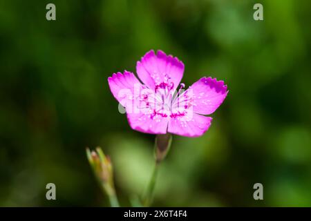 Makroansicht der Blume einer Kartäusernnelke (lat: Dianthus carthusianorum) vor einem unscharfen natürlichen Hintergrund. Stockfoto