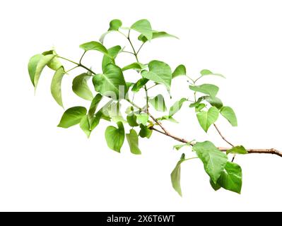 Zweig des Fliederstrauchs mit jungen frischen grünen Blättern isoliert auf weiß. Frühlingssaison Stockfoto