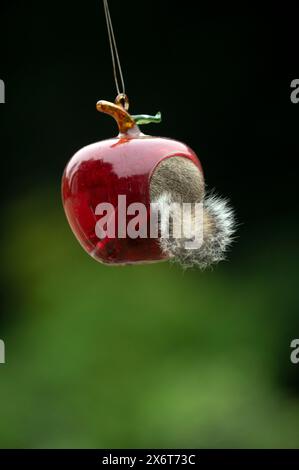 Freches UK Eichhörnchen isst Vogelsamen aus einem Glas Apfelvogelfutter Stockfoto