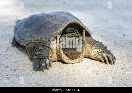 Eine große Schnappschildkröte (Chelydra serpentina), die sich auf einer unbefestigten Straße in Iowa sonnt. Stockfoto