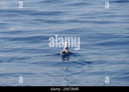 Junge Möwenküken schweben auf der Meeresoberfläche, Mittelmeer, Italien Stockfoto